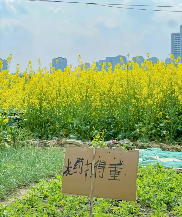 今日沙雕：建議美國把26個字母改成25個字母，因為n是反u的宣傳圖117